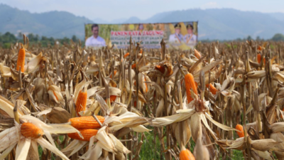 Potensi Perkebunan Jagung di Kabupaten Malang