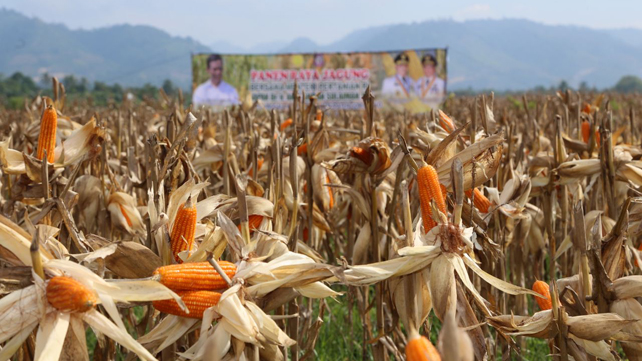 Potensi Perkebunan Jagung di Kabupaten Malang
