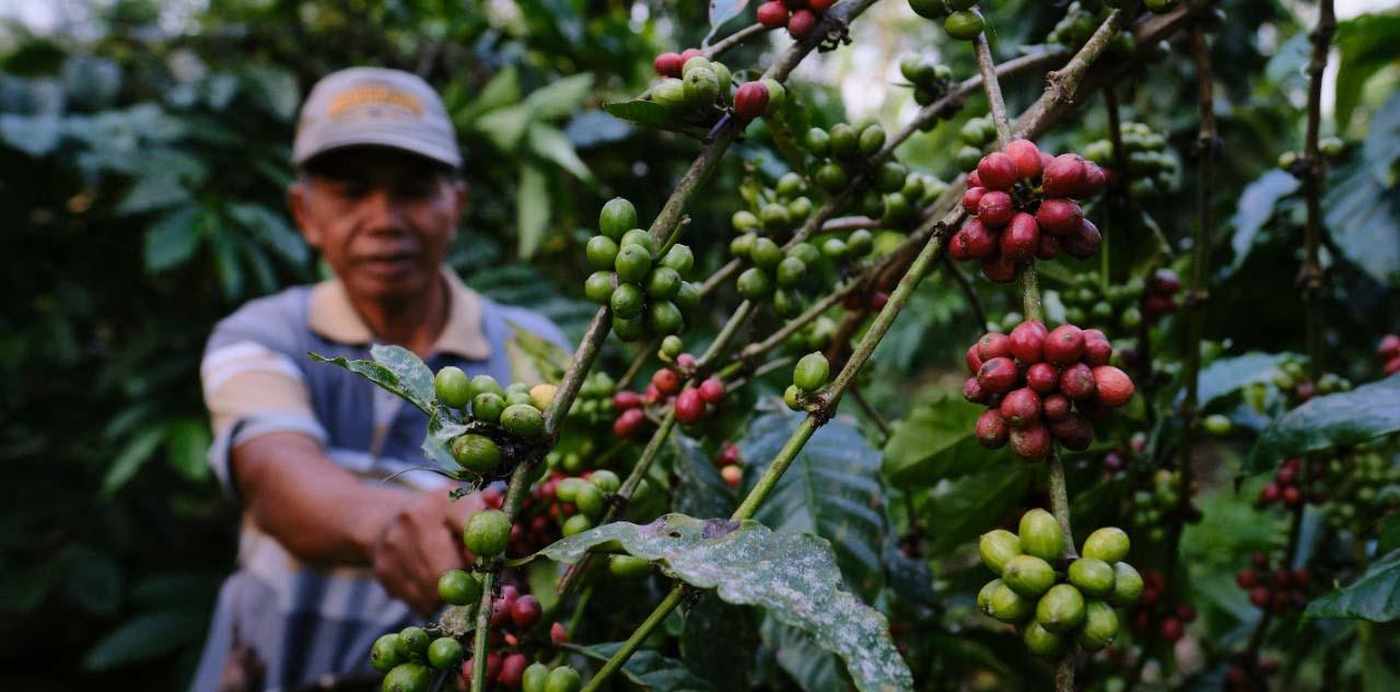 Komoditas Pertanian dan Perkebunan