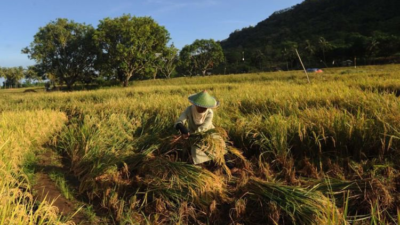 Potensi Pertanian Padi di Kabupaten Malang