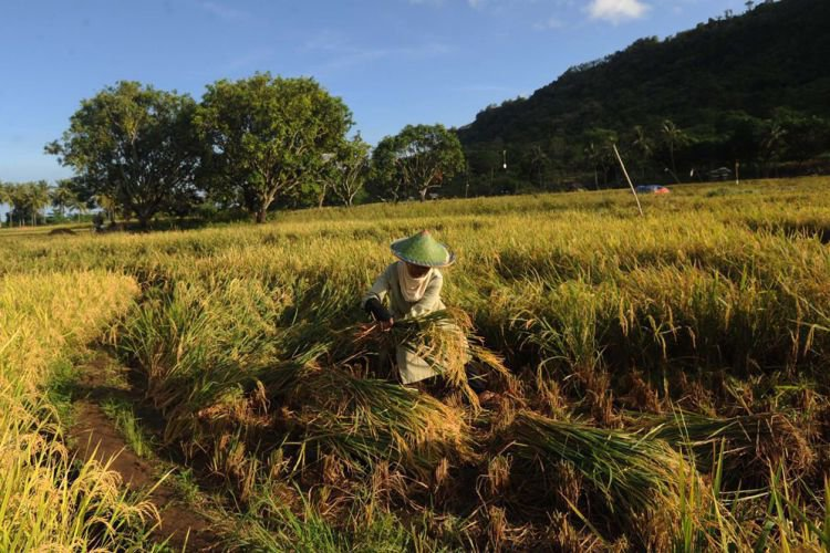 Pertanian Padi di Kabupaten Malang